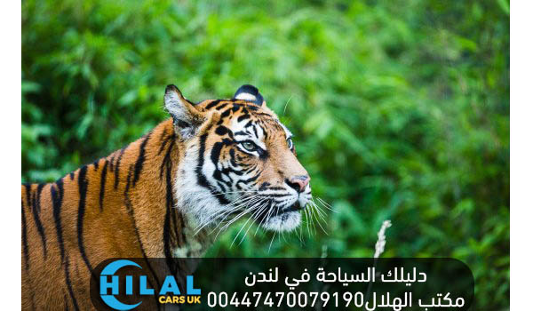 حديقة الحيوانات zoo-london-zsl Street Baker